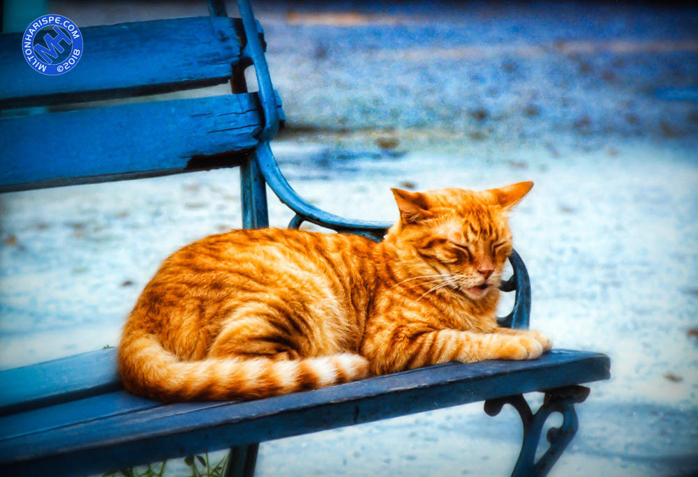 Cat On a Bench, New Jersey, USA